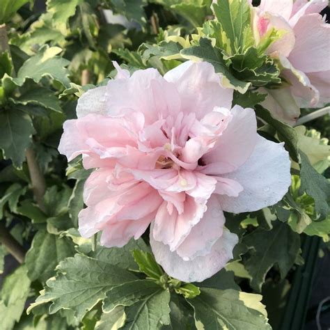 SUGAR TIP Rose Of Sharon Hibiscus Order Online Rose Of Sharon