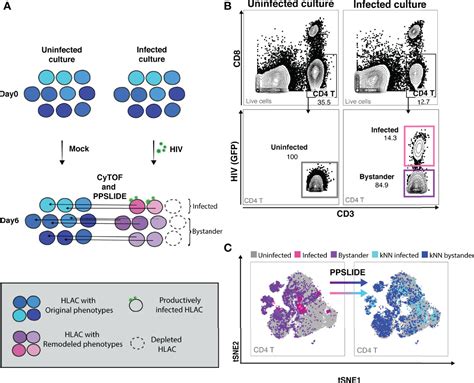 Frontiers Subsets Of Tissue Cd4 T Cells Display Different