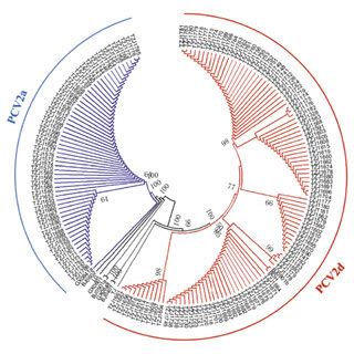 Phylogenetic Analysis Based On Orf Sequences Of Pcv A Samples From