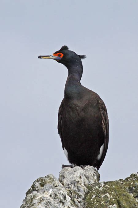 Red Faced Cormorant