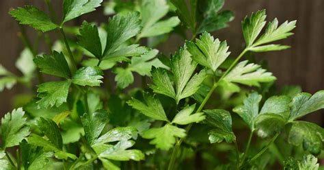 How To Grow Parsley From Seed Gardener’s Path