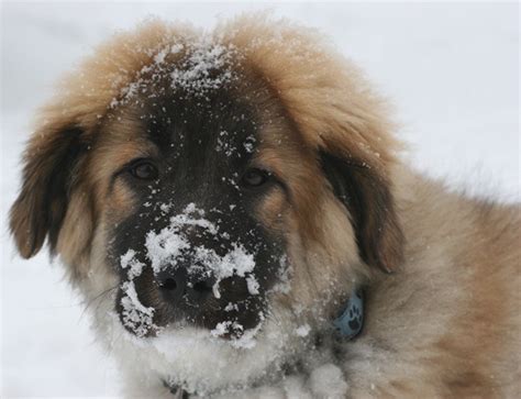 Leonberger Mix What A Beautiful Puppy