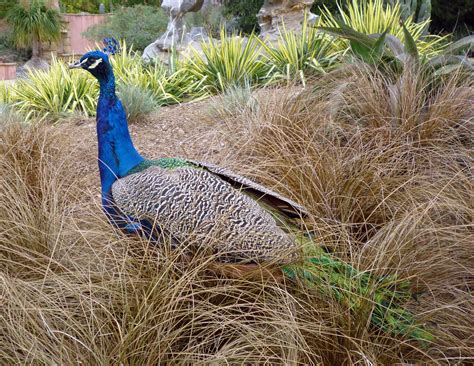 The Peacocks Roam Freely At The Los Angeles County Arboretum And Botanic