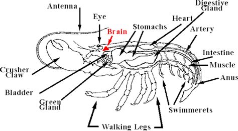 Lobster anatomy: The brain is smaller than the stomach(s) and heart! # ...