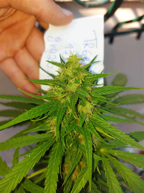 Royal Queen Seeds Green Gelato Automatic Grow Journal By Treenoded