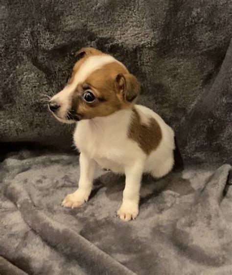 Miniature Jack Russell Puppies In Lower Kingswood Surrey Gumtree