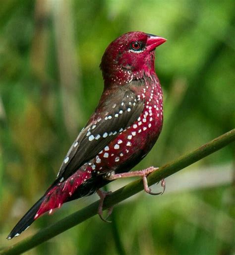 The Red Avadavat Red Munia Or Strawberry Finch Amandava Amandava Is