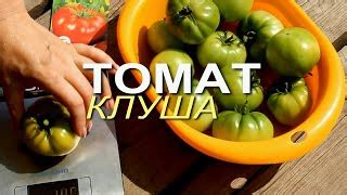 Томат Клуша: отзывы, описание сорта, фото, видео, отзывы ...