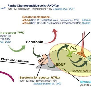 Relationship Between Age And Sex On The Magnitude Change From