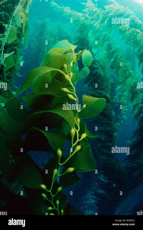 Giant Kelp Macrocystis Pyrifera Forest California USA Stock Photo