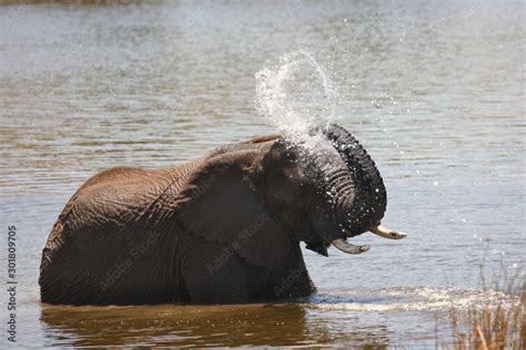 African bush elephant (Loxodonta africana) drinking, swimming and ...