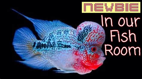 Flowerhorn Part 4 Welcome The Newbie Into Our Fishroom Youtube