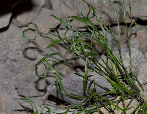 Asplenium Septentrionale L Hoffm Doradille Du Nord N Flickr