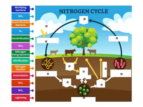 Nitrogen Cycle Labelled Diagram