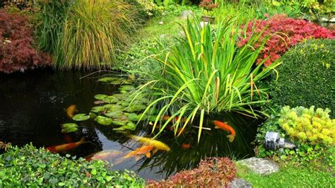 Plantes aquatiques pour bassin de jardin Côté Maison