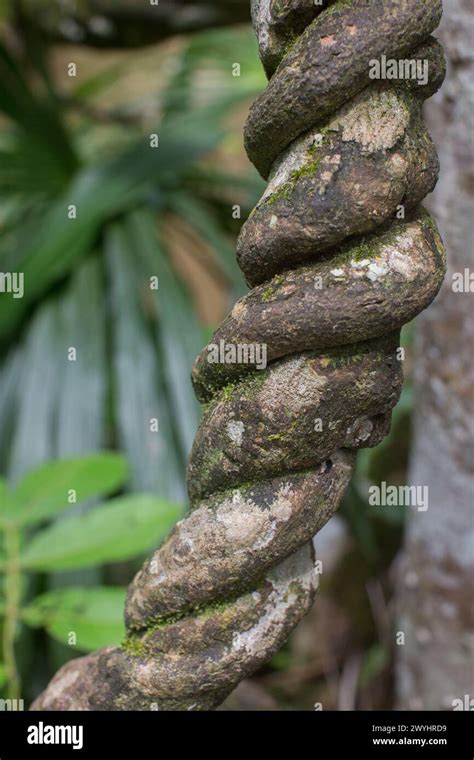 An Ancient Ayahuasca Vine Growing In The Butterfly Sanctuary Near