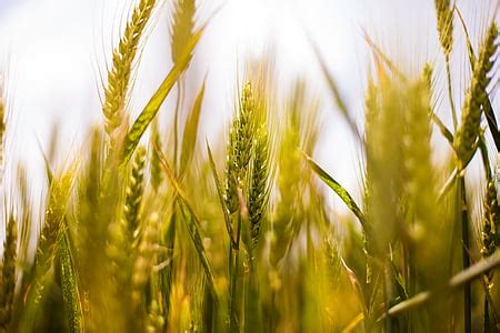 royalty  photo wheat field  sun close  pickpik