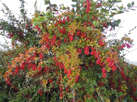 Barberry Root Bark Healing Waters Clinic And Herb Shop