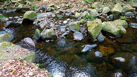 Tai Po Kau Nature Reserve — CULTURE Magazine - Art, travel, lifestyle ...