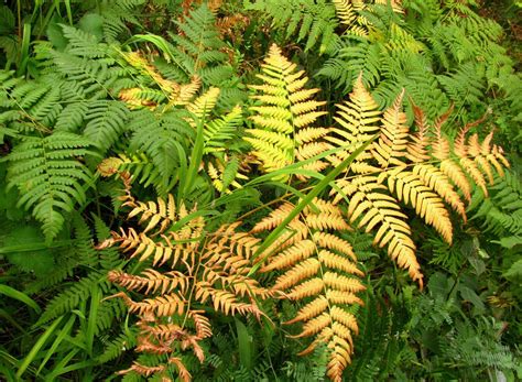 AUTUMN FERN 1000 SPORES (SEEDS) DRYOPTERIS ERYTHROSORA, HARDY FERN, USA ...