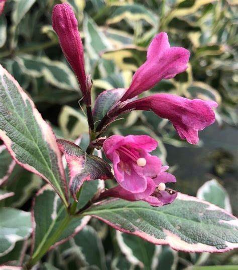 Weigela All Summer Monet, W. Florida All Summer Monet (Shrubs) > Shrubs ...