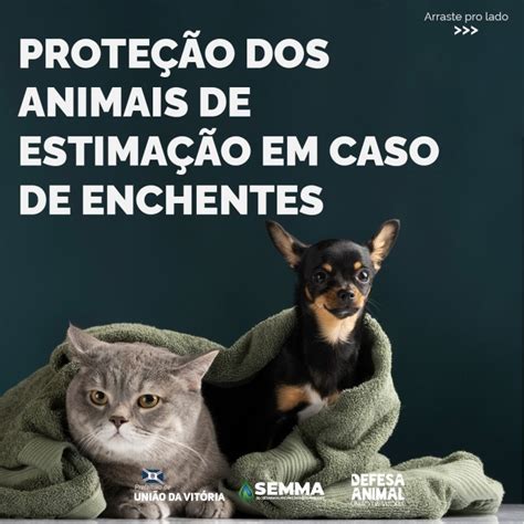 Prote O Dos Animais De Estima O Em Caso De Enchente