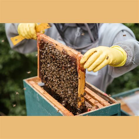 Bee Hives For Sale | Nucs & Queens | Bee Packages