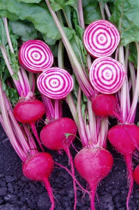 Beetroot Italian Chioggia Weston Seed