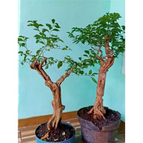 Jual Bonsai Bakalan Bonsai Bougenville Alexandra Kembang Kertas