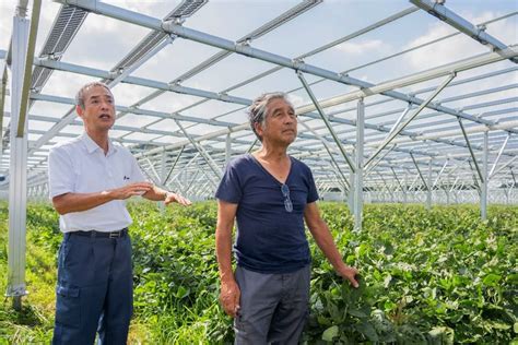 農電共生神話！全球最大營農型光電案場，1年發電可供2千戶家庭使用，賣電收入直逼3億