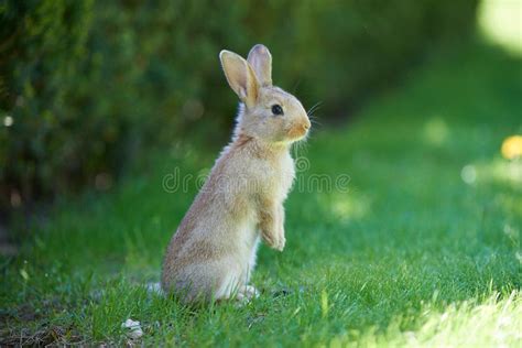 Gray Wild Baby Hare Stands on Its Hind Legs in the Green Grass, in the ...