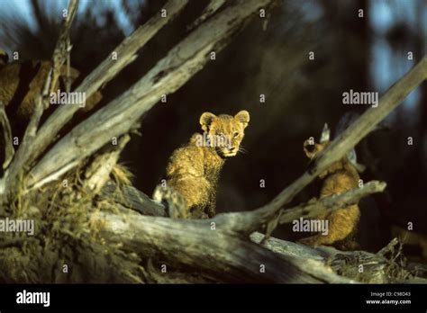 Lion cubs (Panthera leo Stock Photo - Alamy