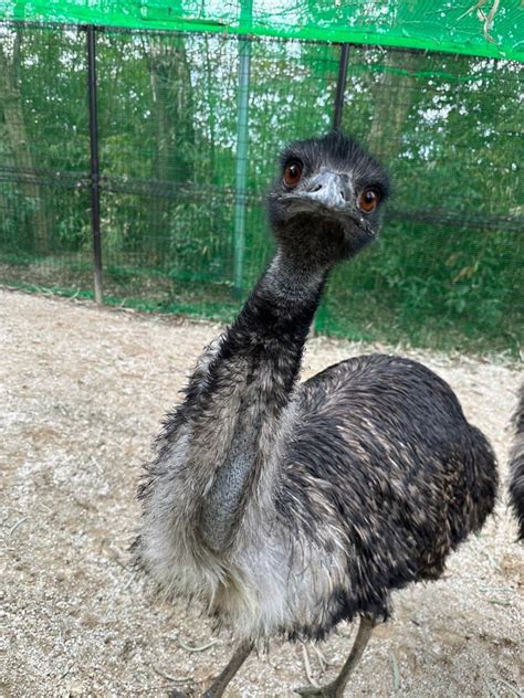 東武動物公園【公式】リュウくんtobuzoo7 Twilog ツイログ