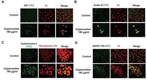 Gypenosides Suppress Growth Of Human Oral Cancer Sas Cells In Vitro And