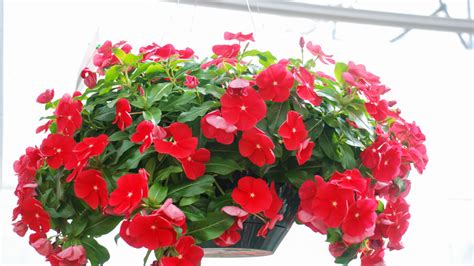 How To Grow And Take Care Of Annual Vinca Plants