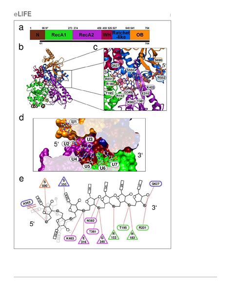 PDF Structural Insights Into The Mechanism Of The DEAH Box RNA