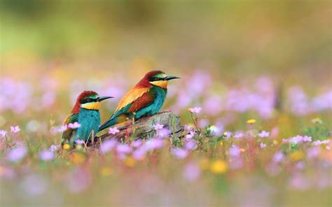 Spring Birds Wallpapers - Wallpaper Cave