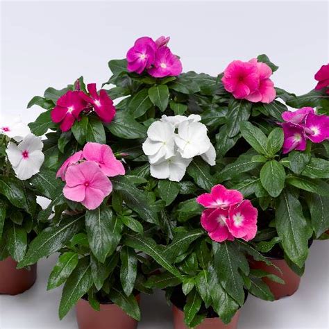 Wholesale Vinca Cora Xdr Mix F1 Rooted Plug Liners