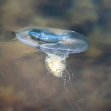 Lion S Mane Jellyfish Feeding On A Moon Jellyfish A Small Flickr