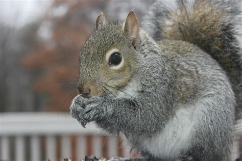 Gray Squirrel Photos, Download The BEST Free Gray Squirrel Stock Photos