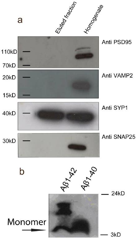 Identification Of Proteins Interacting With A B By Candidate Approach