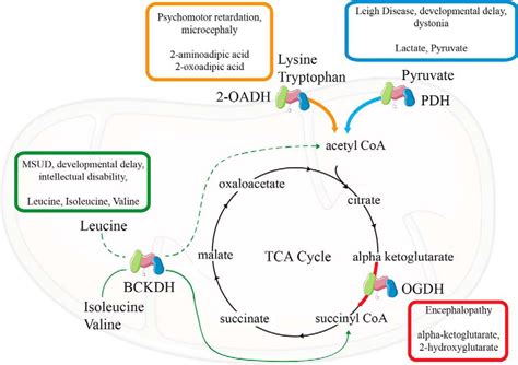 Lipoic Acid Metabolism And Mitochondrial Redox Regulation Journal Of