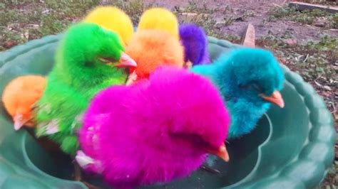 Menangkap Anak Ayam Lucu Ayam Warna Warni Marmut Dan Bebek Lucu Youtube