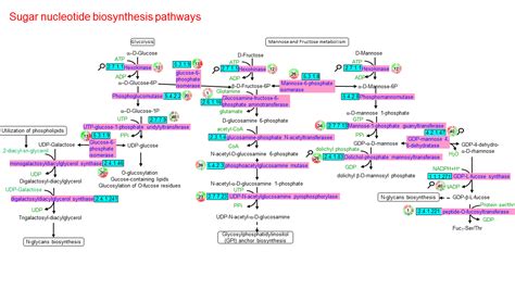 Sugar Nucleotide Biosynthesis Pathways