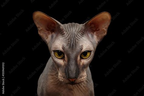 Portrait Of Peterbald Naked Cat Gazing In Camera With Magic Yellow Eyes On Isolated Black