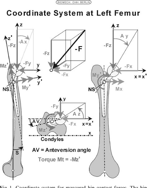 Figure 1 From Hip Contact Forces And Gait Patterns From Routine