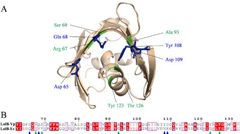 Amino Acid Residues Interacting With Inhibitors In V Parahaemolyticus