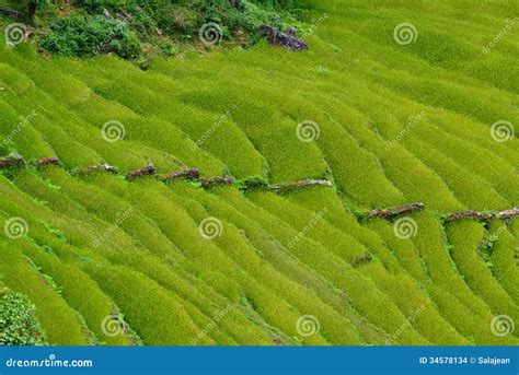 露台的米领域。喜马拉雅山，尼泊尔 库存照片 图片 包括有 环境 生长 农场 平安 安妮 本质 34578134