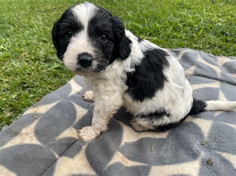 Cavoodle Mooloolaba Petsforhomes