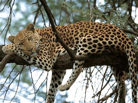 Leopard Names: 280+ Best Names For Leopards